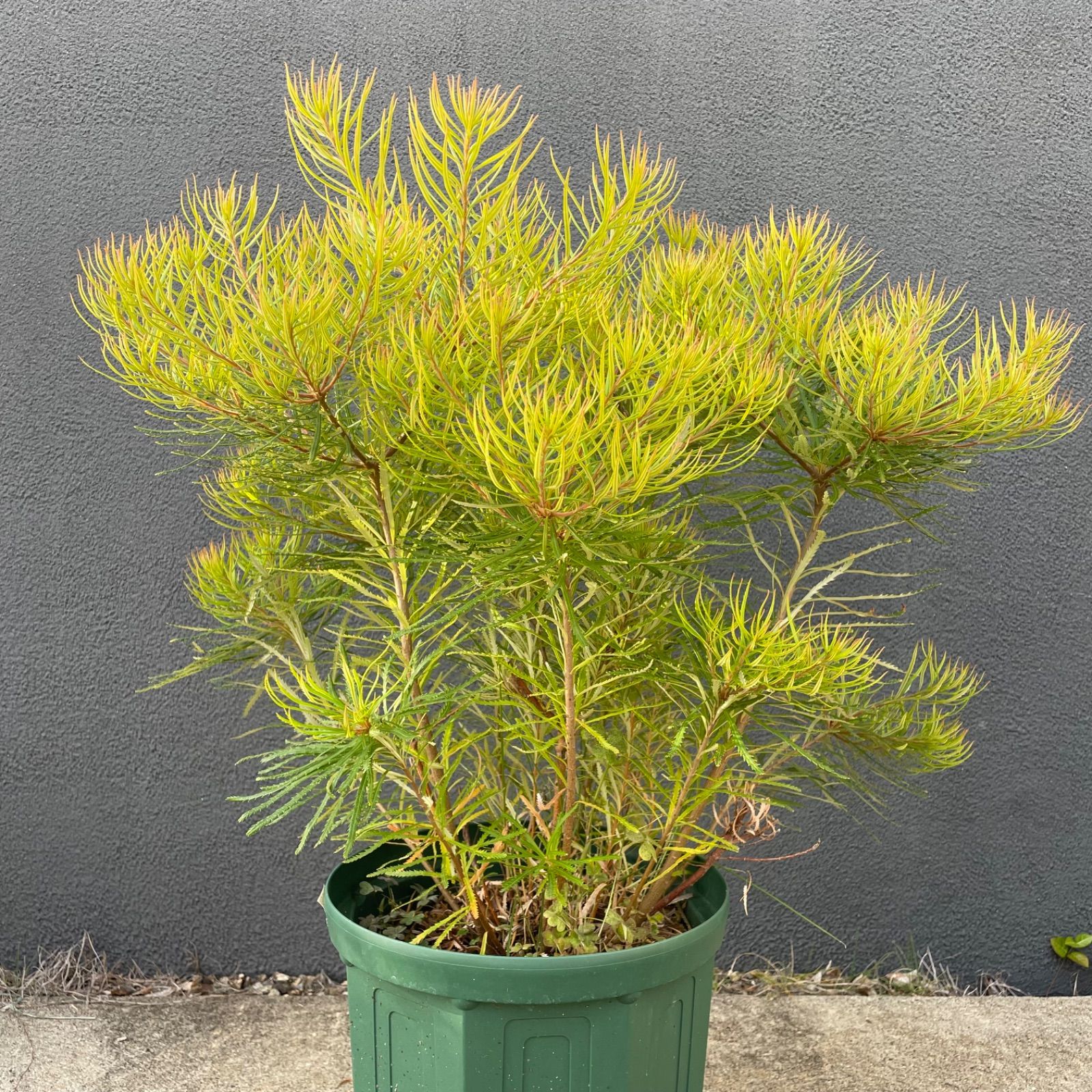 バンクシア ヘアピン 6号 陶器鉢 スピヌローサ オージープランツ