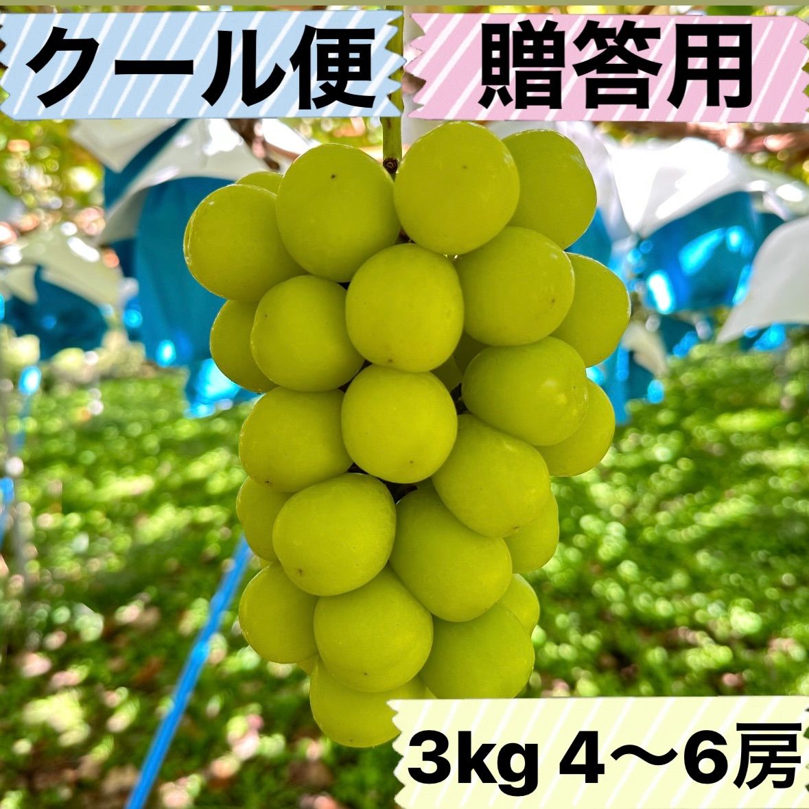 長野県産 シャインマスカット 3キロ ✳️クール便