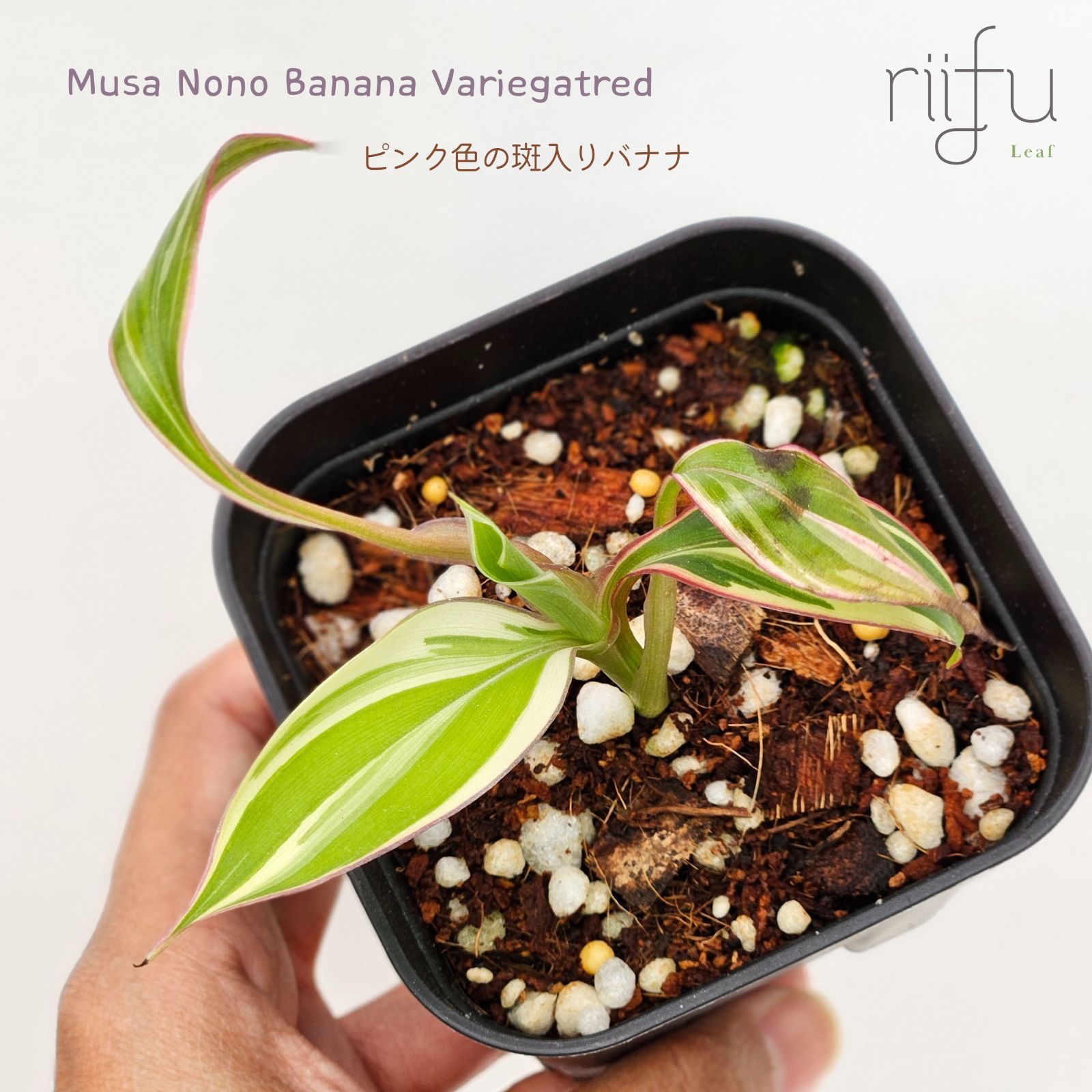 ムサバナナノノの斑入り。Musa banana nono var.-