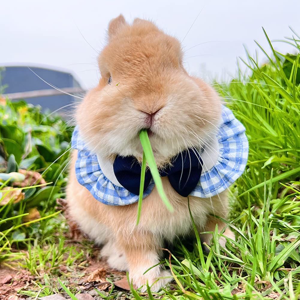 動物 お菓子 型抜き うさぎ ねこ ペンギン いぬ おそわ