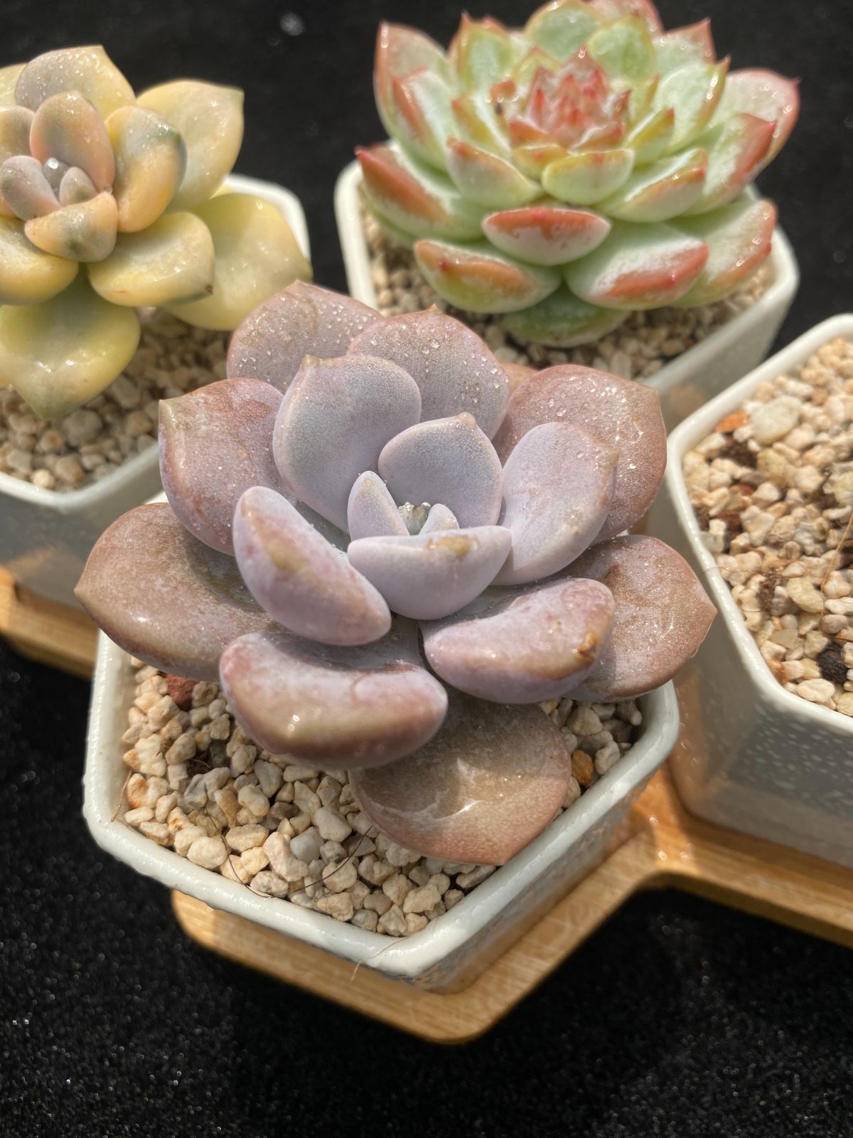 超かわいい♪エケベリア抜き苗4株セット♡多肉植物＆サボテン