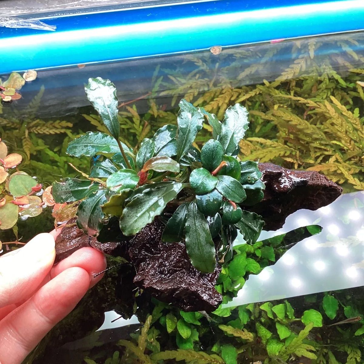 緊急値下げ ブセファランドラsp ブラウニーゴースト　カプアス 10株 緊急値下げ ブセファランドラsp ブラウニーゴースト カプアス 10株