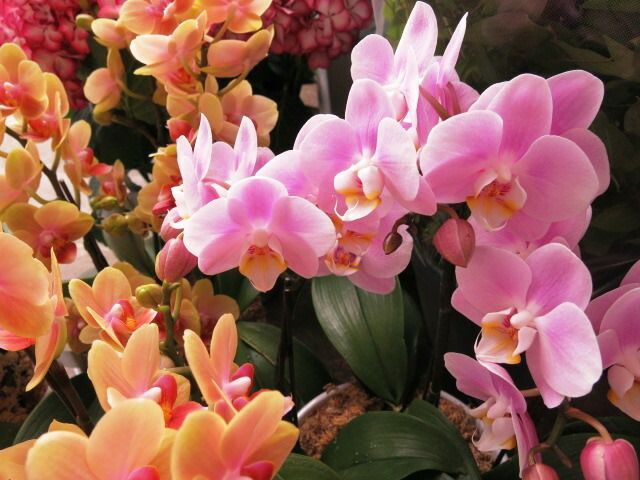 鉢植え 母の日ギフト