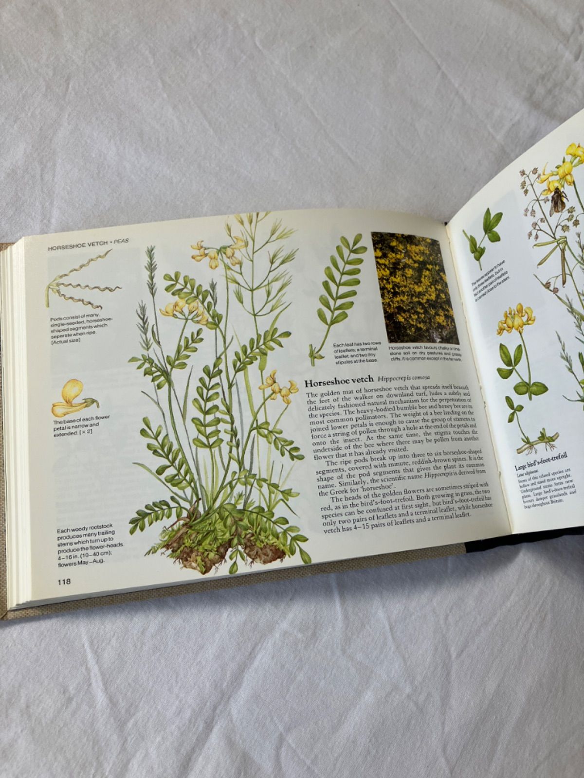 レア 人気 超希少 イギリス アンティーク 野生植物図鑑 1900年代初期 イギリスの希少なアンティーク植物図鑑 花の図鑑 本