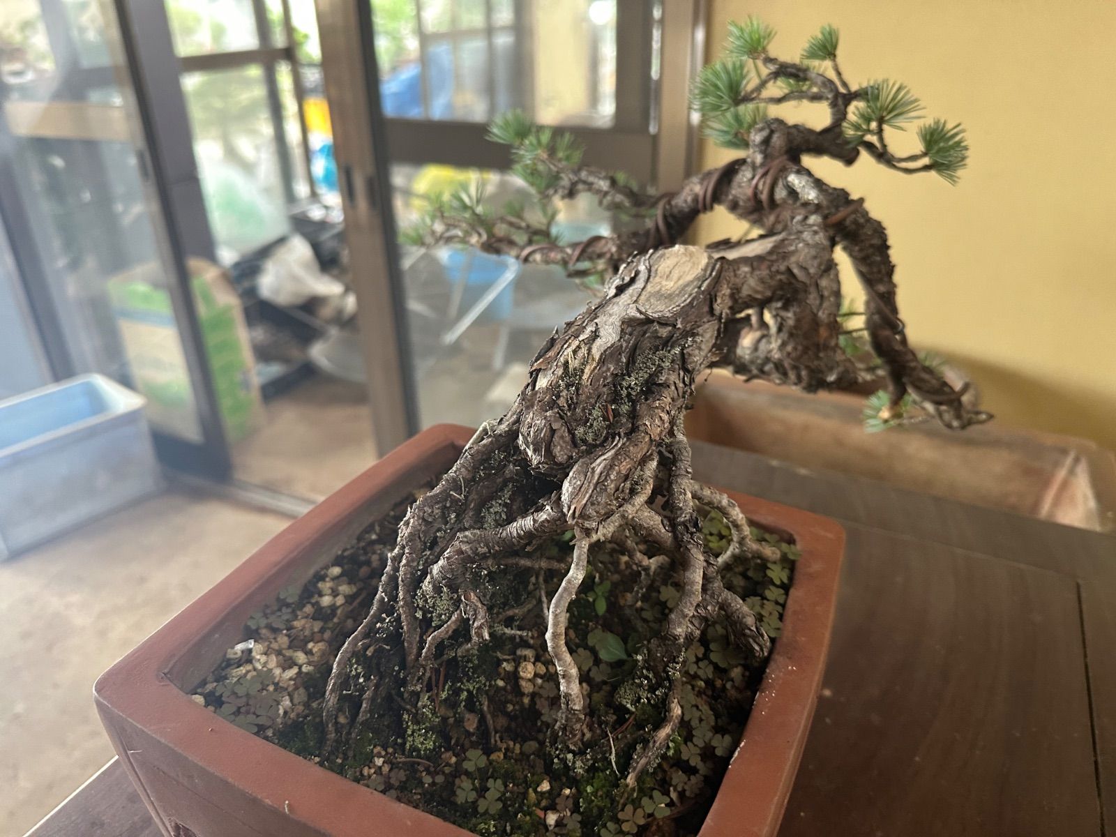 盆栽 五葉松 半懸崖 小品 半懸崖 根上がり五葉松盆栽
