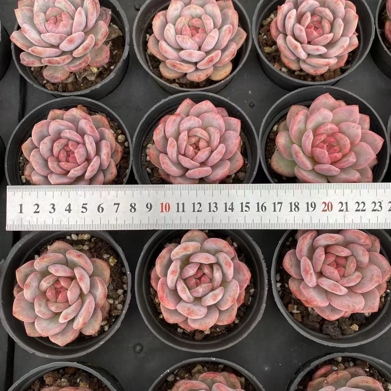 抜き苗 リョウセツ（凌雪） RC2026×40株 ふっくら 多肉植物 エケベリア