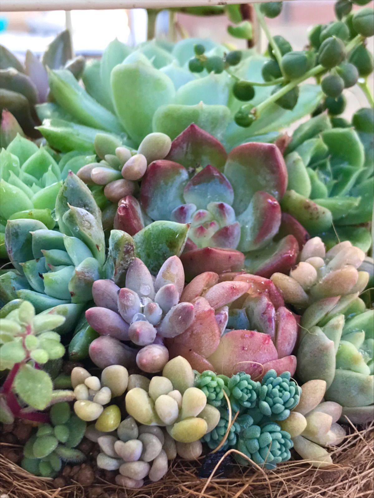 多肉植物寄せ植え(鳥かご) - メルカリ