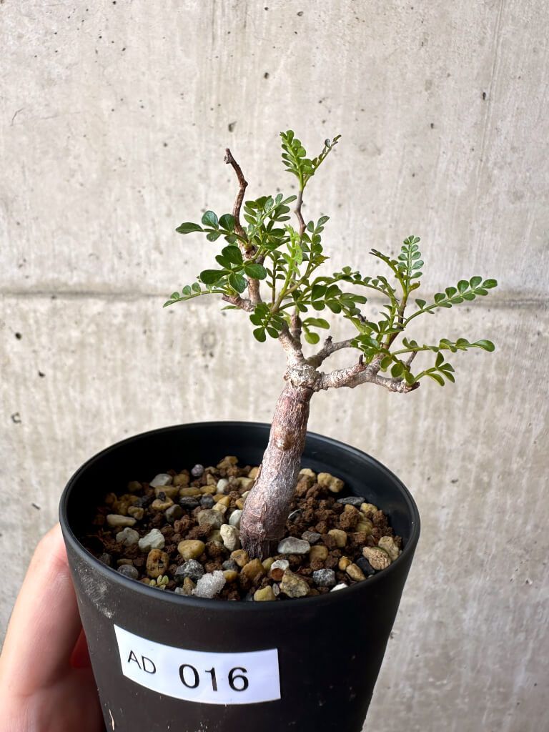 現品限り】オペルクリカリア・パキプス 根挿し【AD16