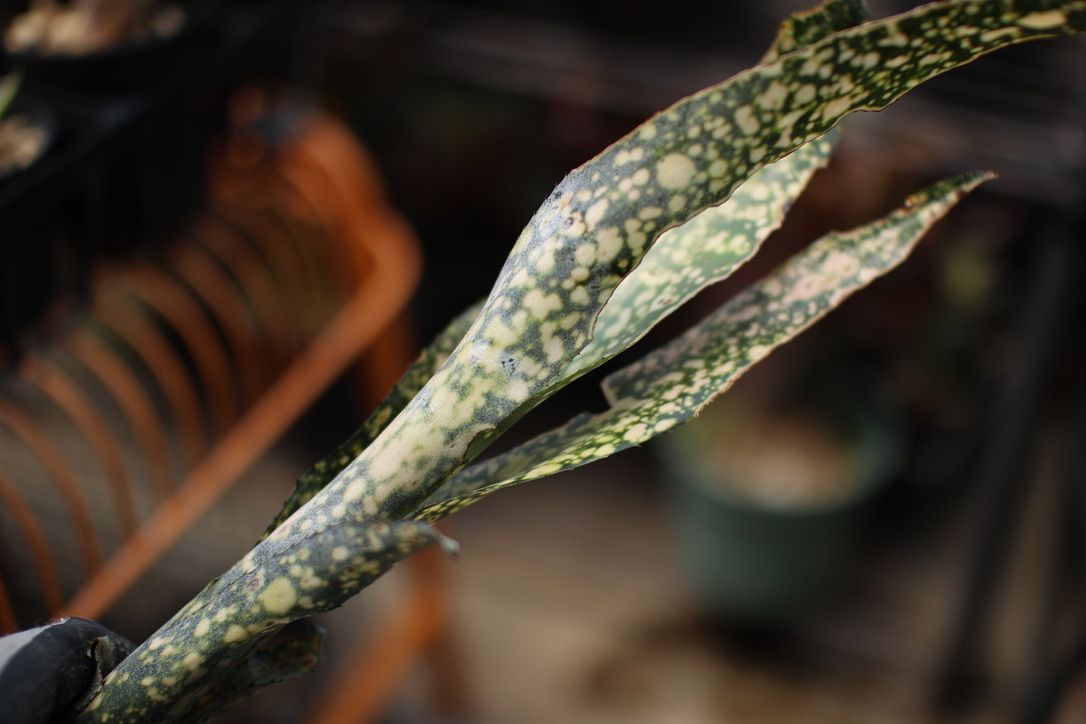 Billbergia 'Ivory Tower'