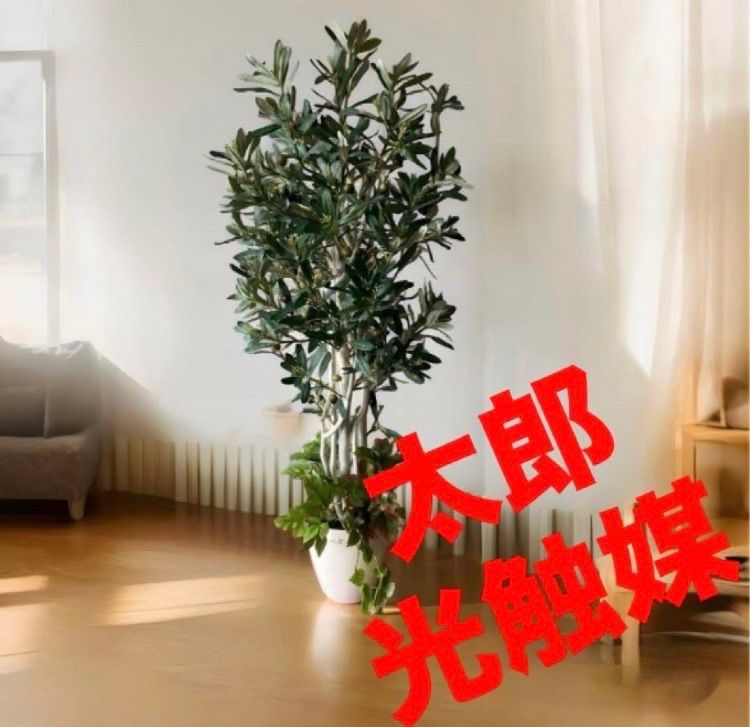 茨城県産コシヒカリ 苗 30枚 マサル様専用 特別保存安心栽培米