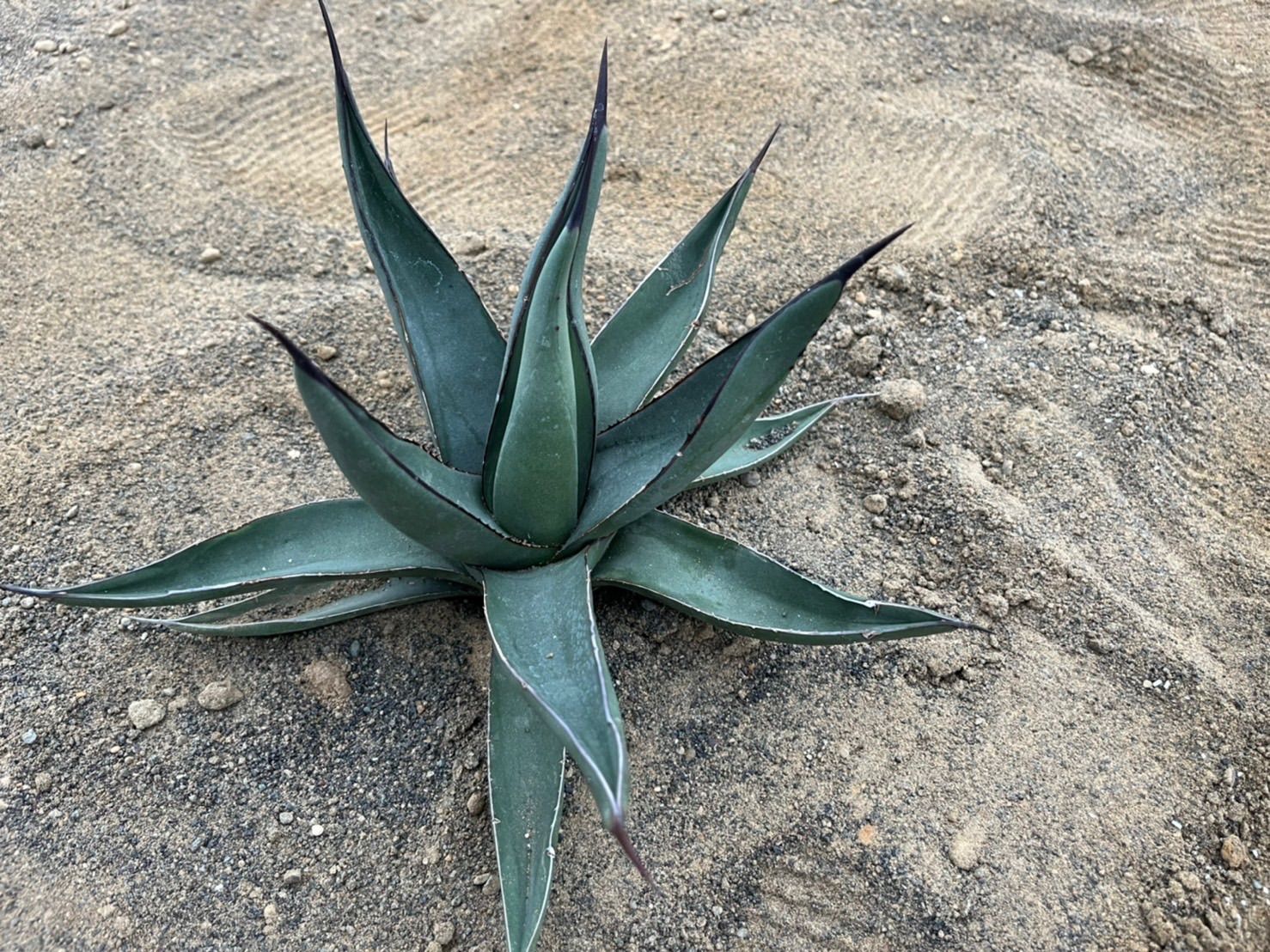 ▪︎agave アガベ/ シャークスキン「地植えに1株いかがですか♪」子株 ...