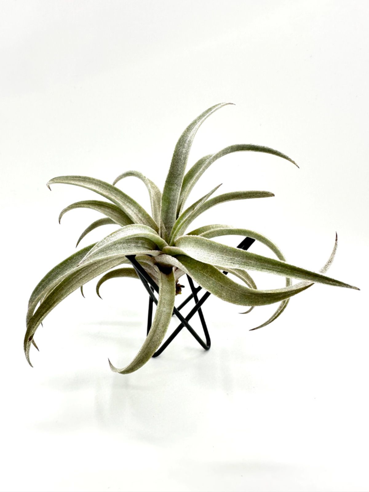 ティランジア ミマ・ミマ Tillandsia mima var. mima - メルカリ