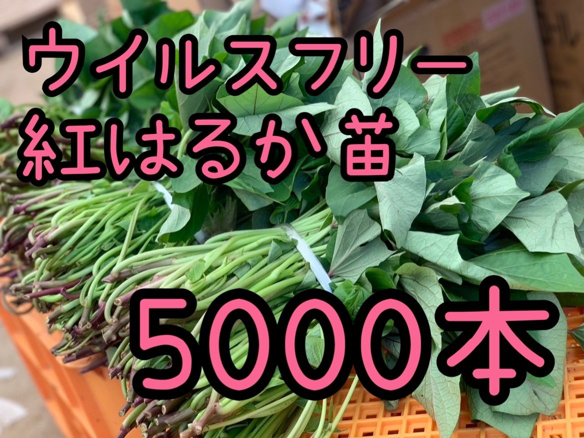 予約受付中 紅はるか苗 ウイルスフリー 5 000本 4月下旬から発送開始