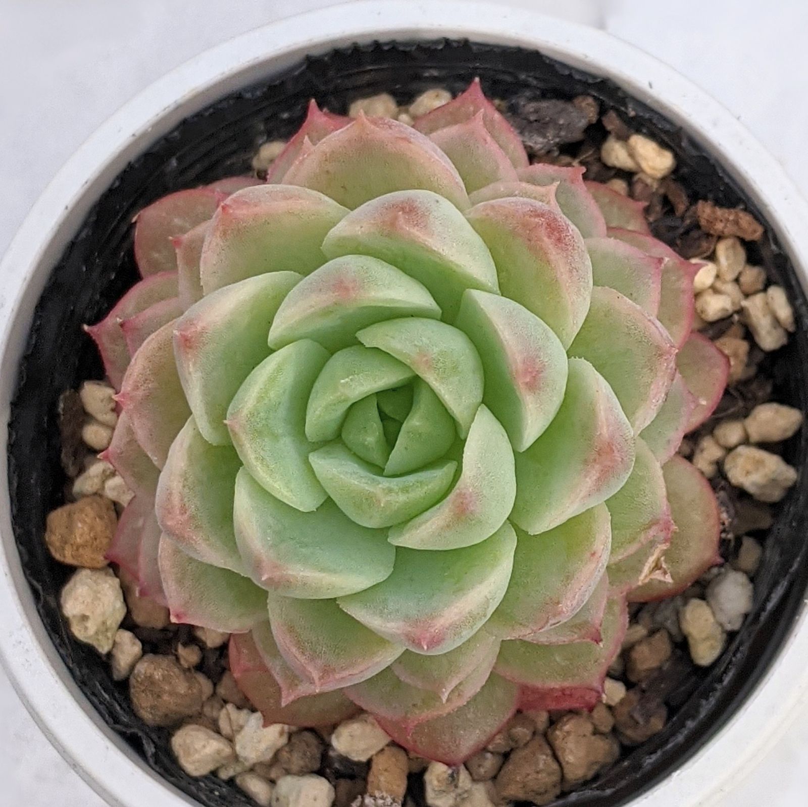 ライムアンドチリ(抜き苗) 多肉植物