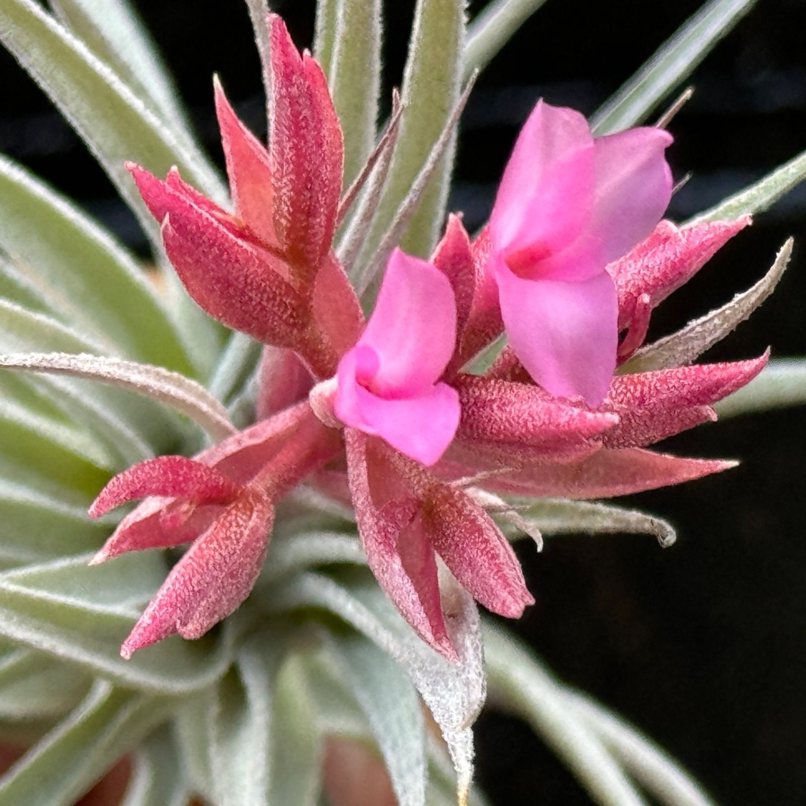 Tillandsia Kautskyi Hybrid Purple 速達発送 Tillandsia kautskyi hybrid purple 速達発送 チランジア カウツキー