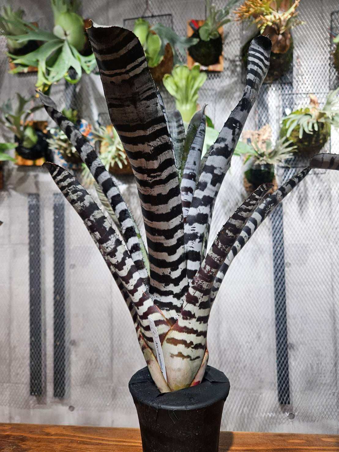 Aechmea chantinii Hybrid Selected artPLANTs PLANTS GARAGE