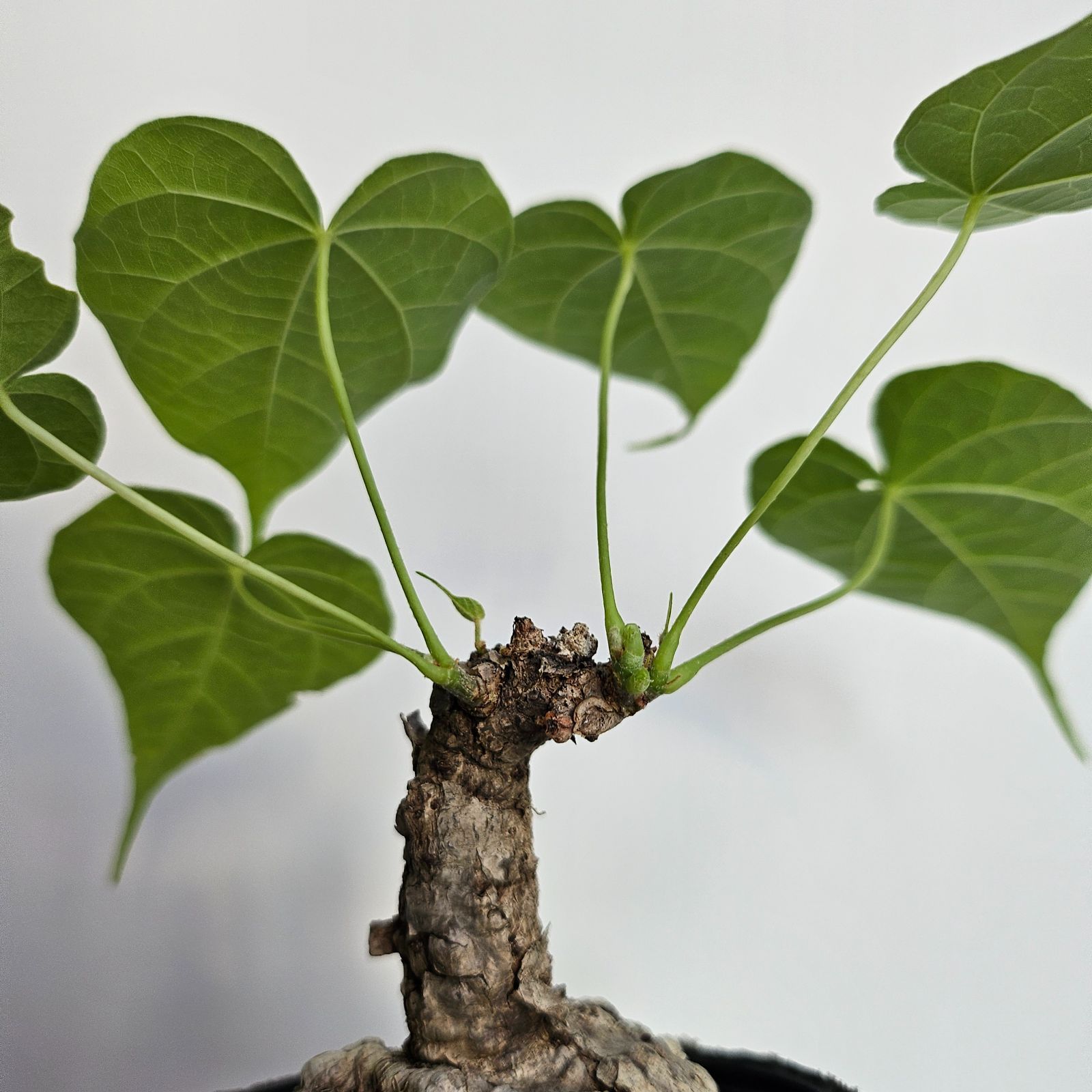 フィルミアナ・コロラータ 〕Firmiana Colorata Sterculia