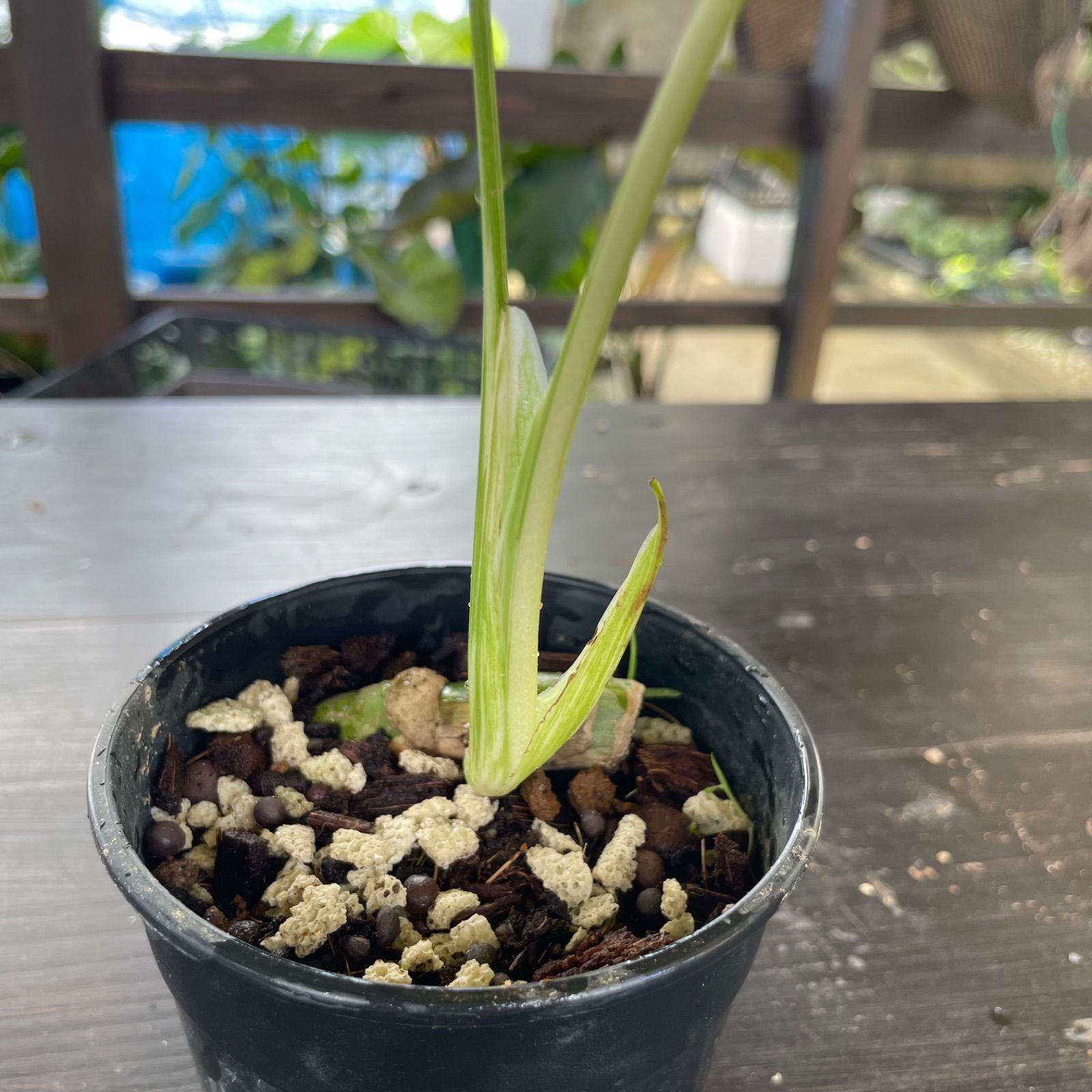 【最美株】72cm斑入りモンステラ 最美株】72cm斑入りモンステラ