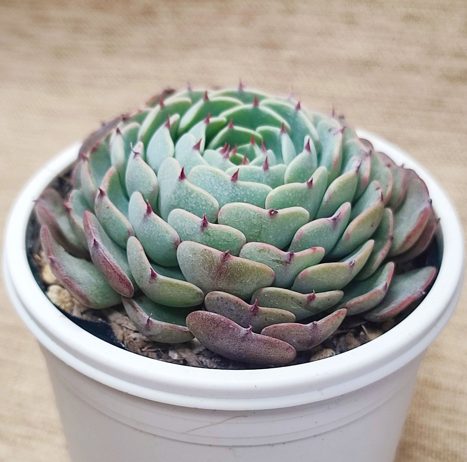 Deer Stags Durham Oxford, ブラック, 11.5 取寄) ディアスタッグズ