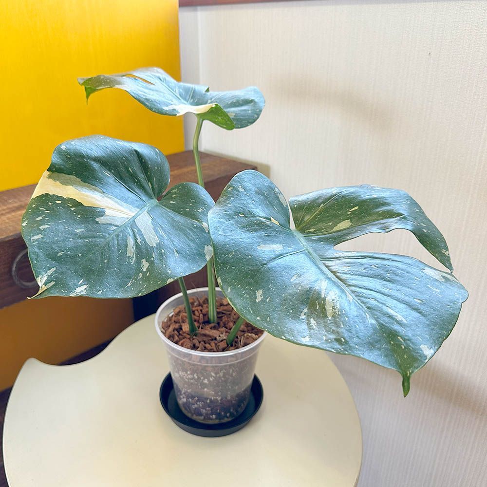 【植え替え済み良型】モンステラ　タイコンステレーション　7号鉢 植え替え済み良型】モンステラ タイコンステレーション 7号鉢