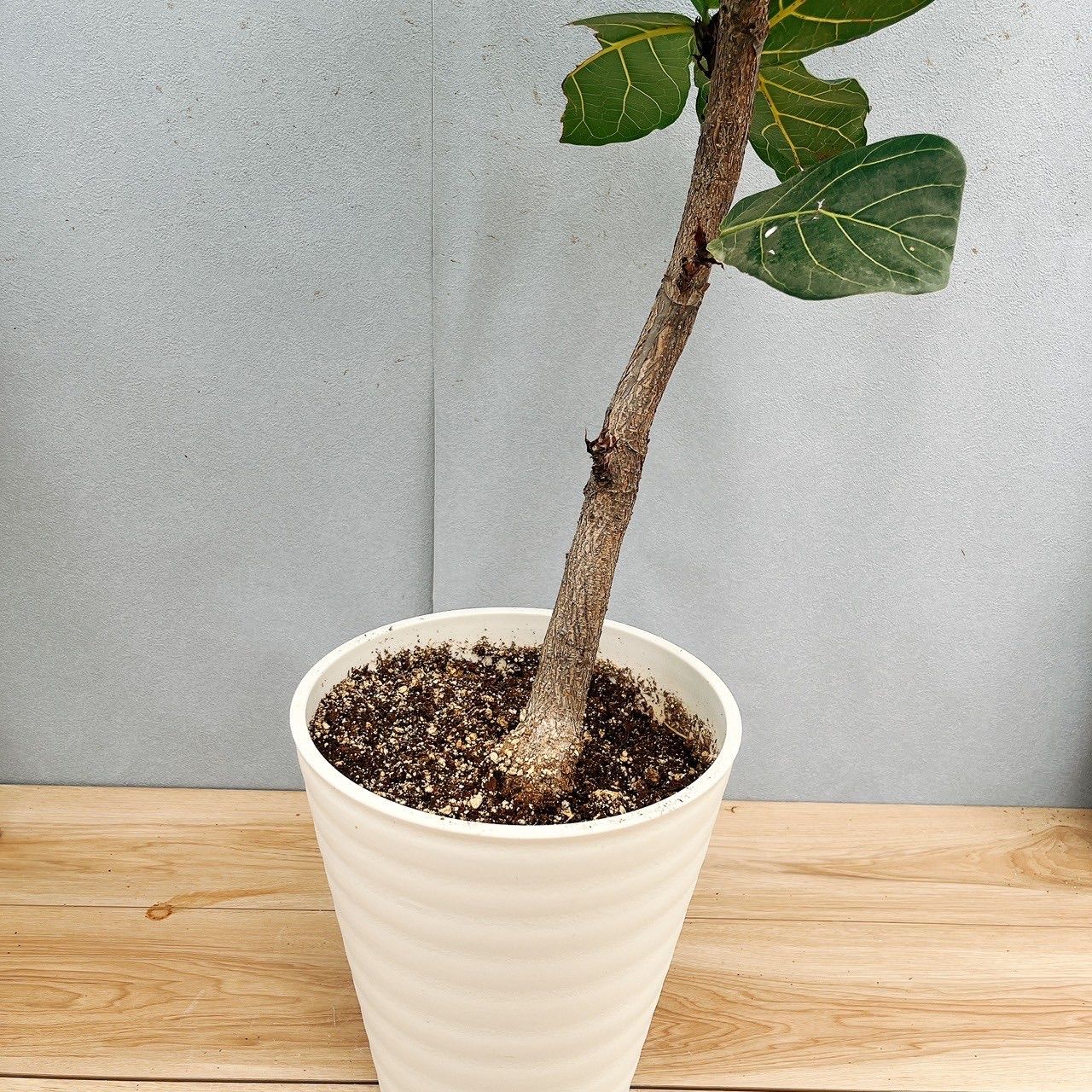 現品］93番 カシワバゴムの木 フィカス リラータ 曲がり 8号 観葉植物