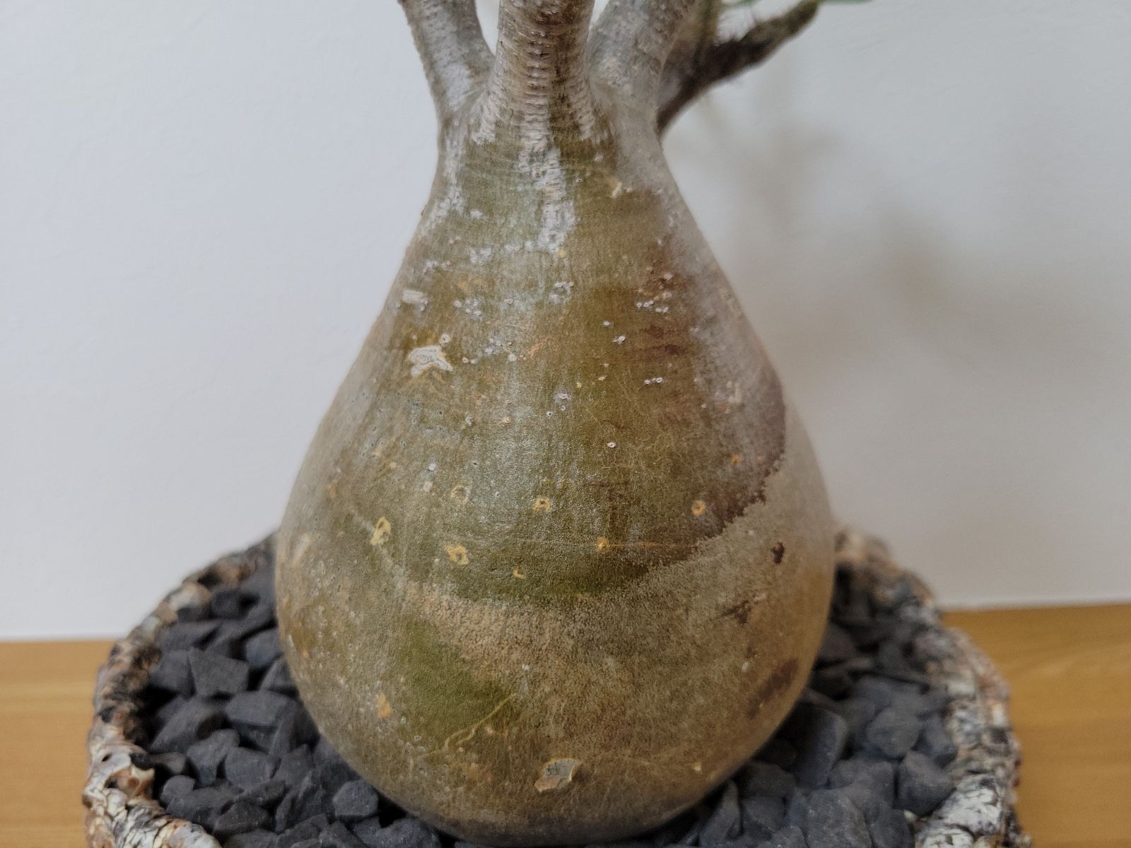 パキポディウム　グラキリス　扁平　阪本健　鉢 パキポディウム グラキリス 扁平 阪本健 鉢 発根済 大株 幹幅15