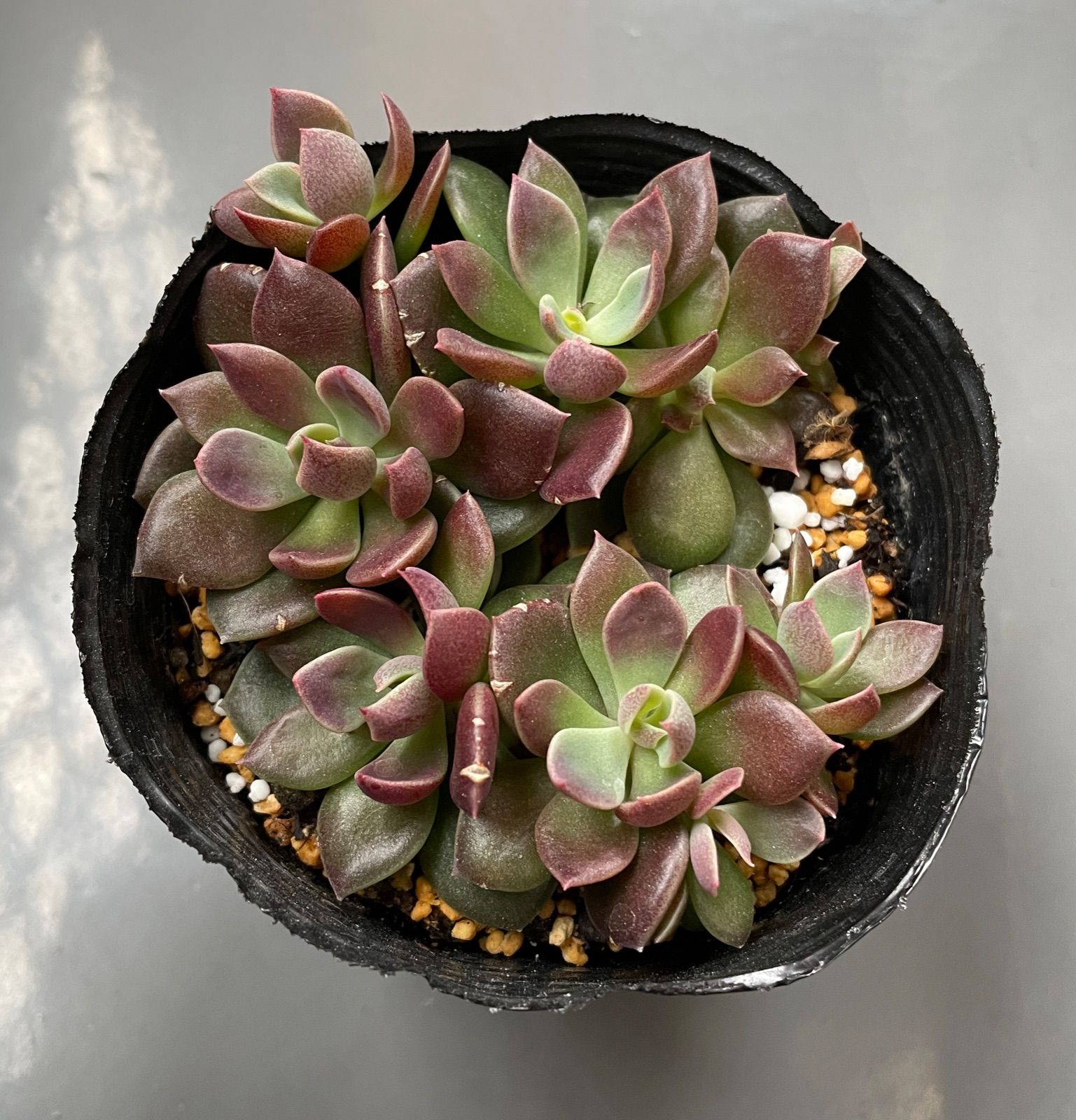 シノクラッスラ(インディカ) 抜き苗 多肉植物 - メルカリ