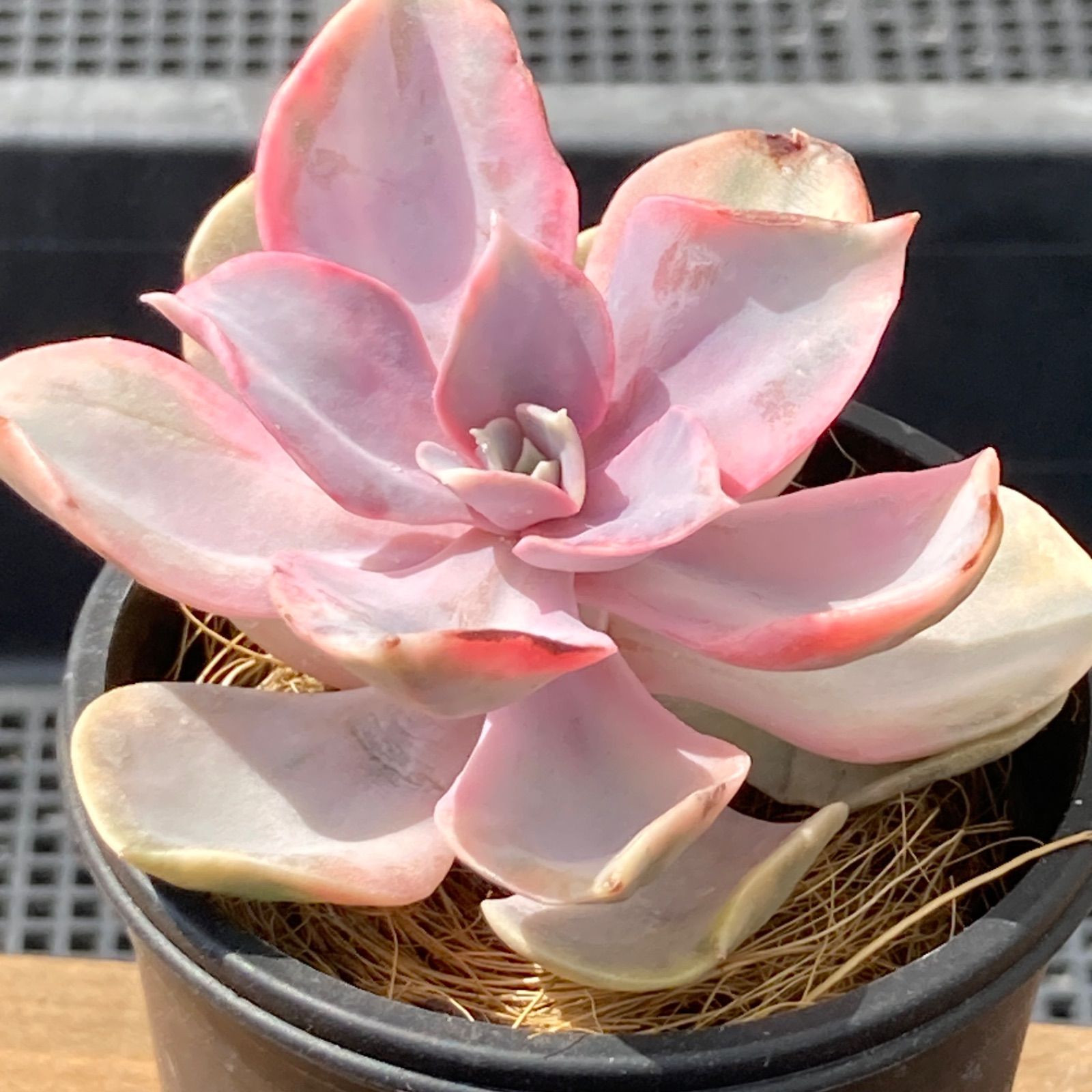 新入荷・送料込】エケベリア 韓国苗 ティテュバンス錦 多肉植物