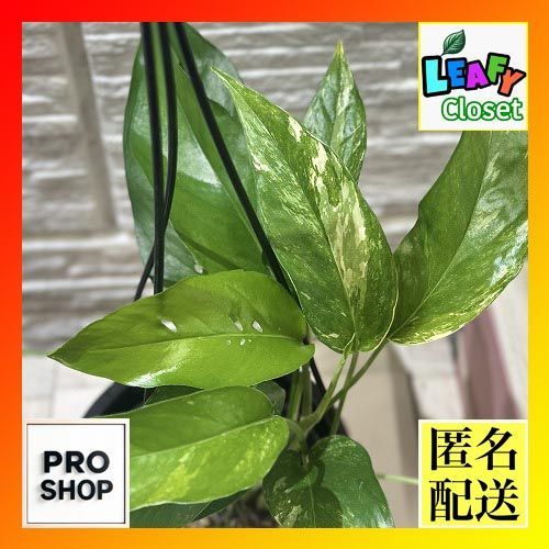 観葉植物 ラフィドフォラ ピナタ(斑入り) 4号吊り鉢(個体おまかせ1鉢