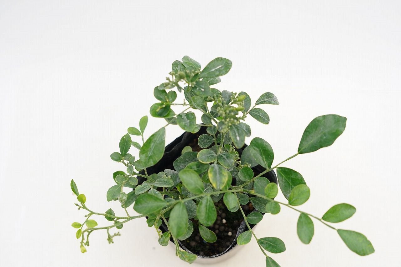 ☆生産直売☆2本セット☆千葉県産 超矮性ゲッキツ シルクジャスミン