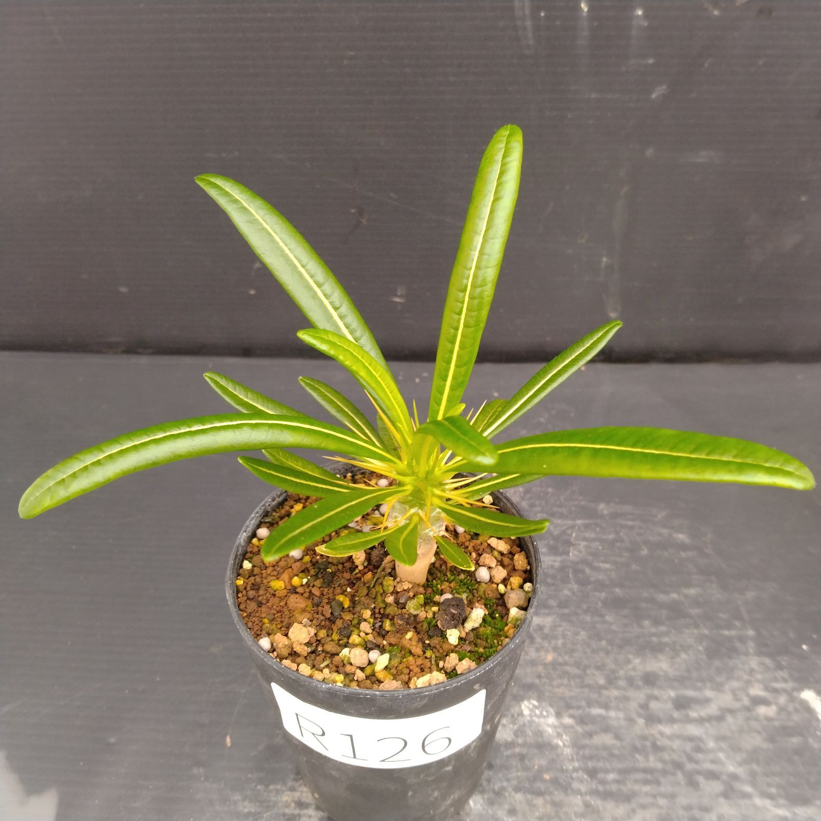 アンボンゲンセ実生株‼️ アンボンゲンセ 2023年実生株 パキポディウム