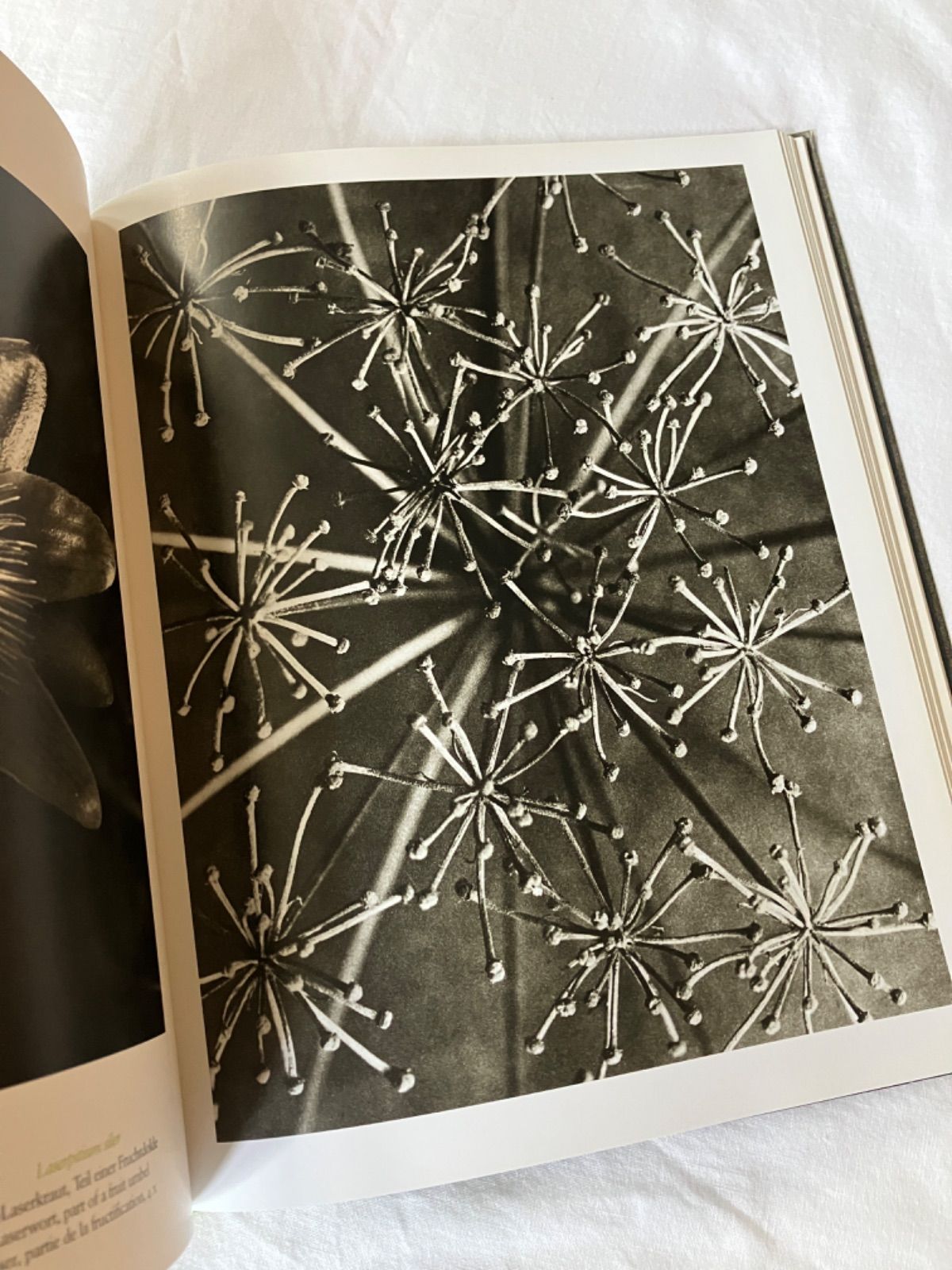 KARL BLOSSFELDTカールブロスフェルト 写真集 Karl Blossfeldt 写真 | カール・ブロスフェルト | nostos books