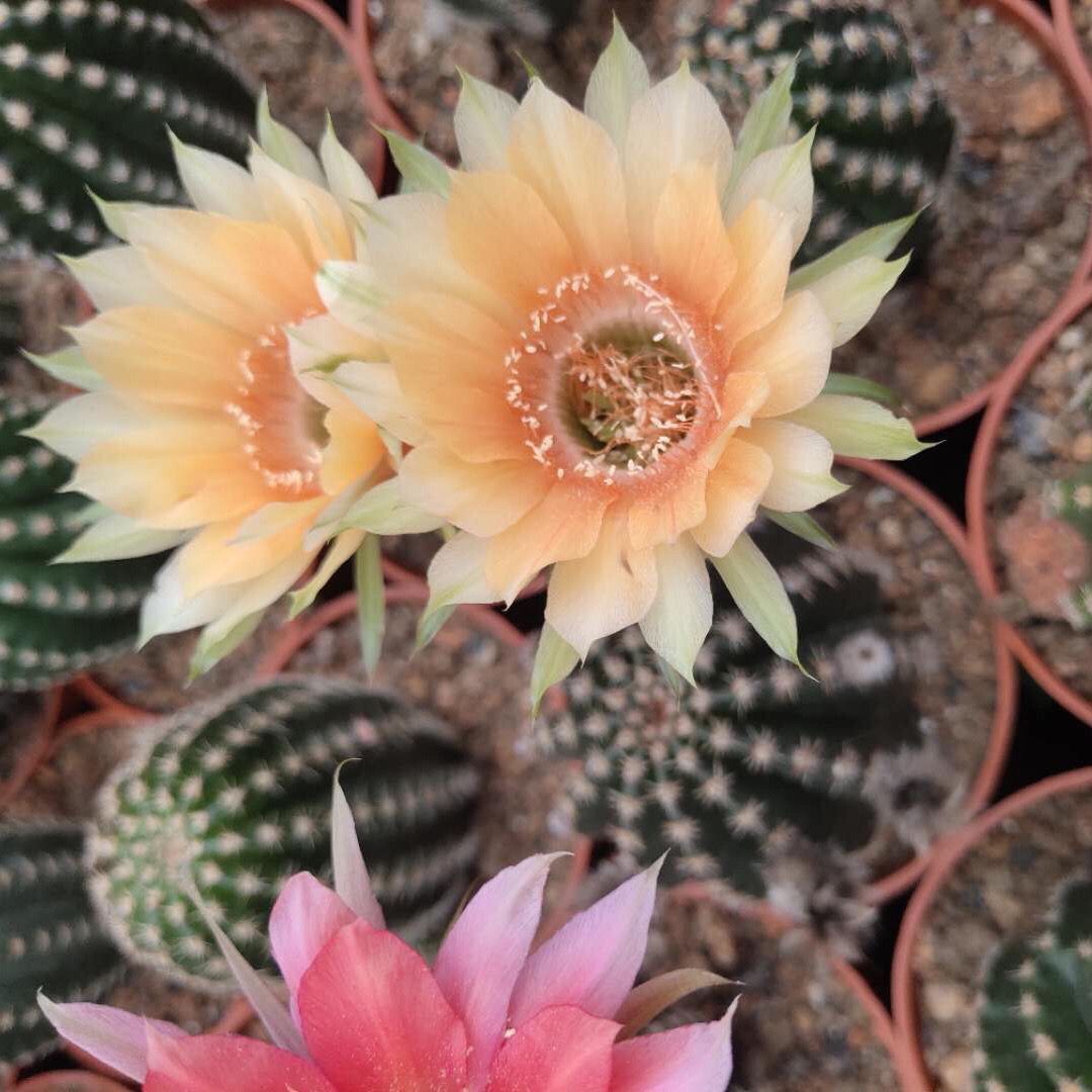 貴重実生品種‼️花サボテン N o.14カキコ1個 - メルカリ