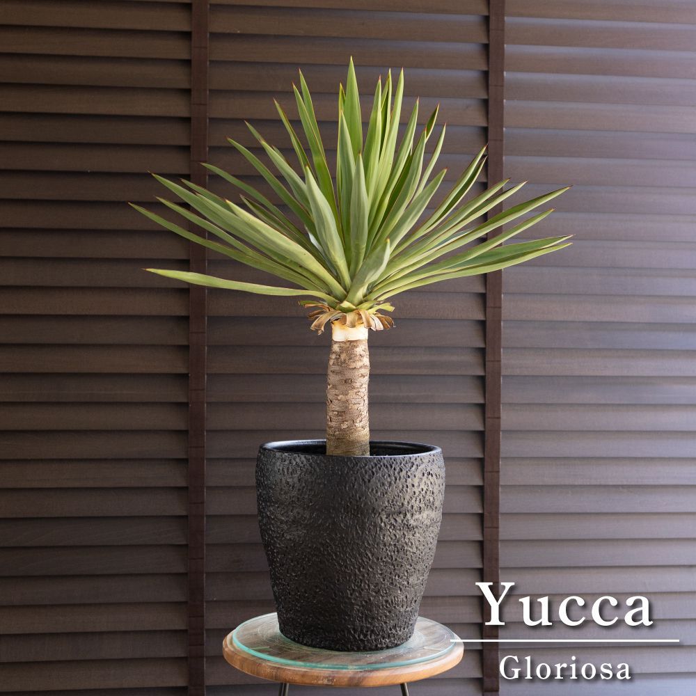 ユッカ グロリオサ Yucca Gloriosa 幹立ち 7号陶器鉢 アツバキミガヨラン 0621BK
