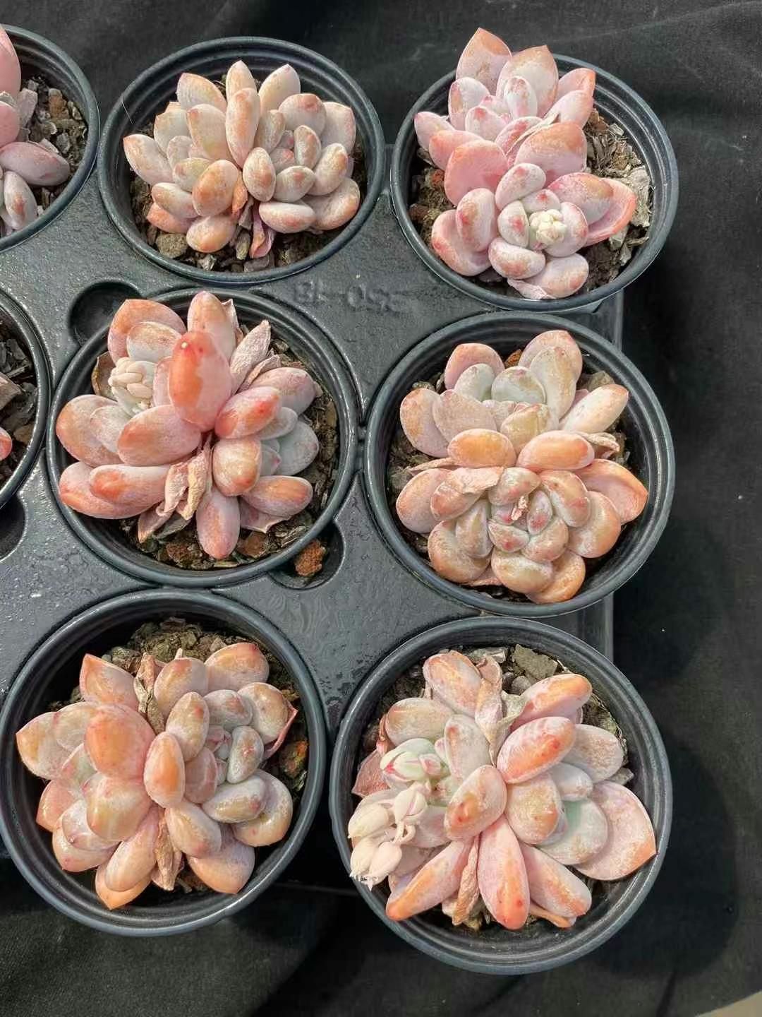 MY12 18株の抜き苗 ミッシング2頭 多肉植物 アエオニウム エケベリア 韓国苗 好評中 WWW_GEBZETESISAT_COM_TR