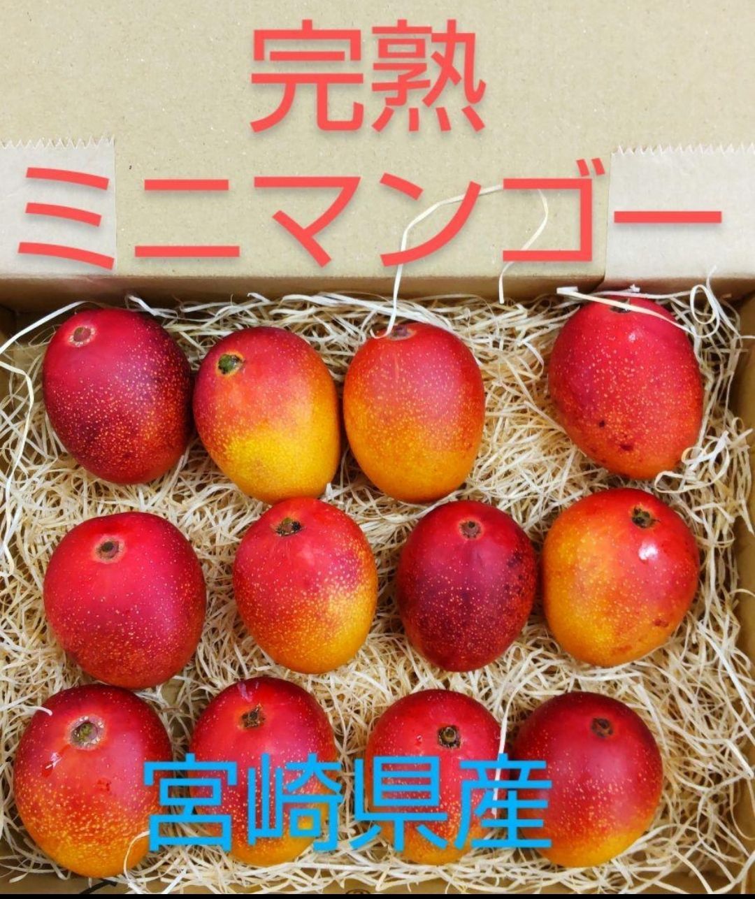 宮崎県産 完熟ミニマンゴー 2kg クール便 送料込】宮崎県産 完熟マンゴー 2Lサイズ以上 2個入 （クール便