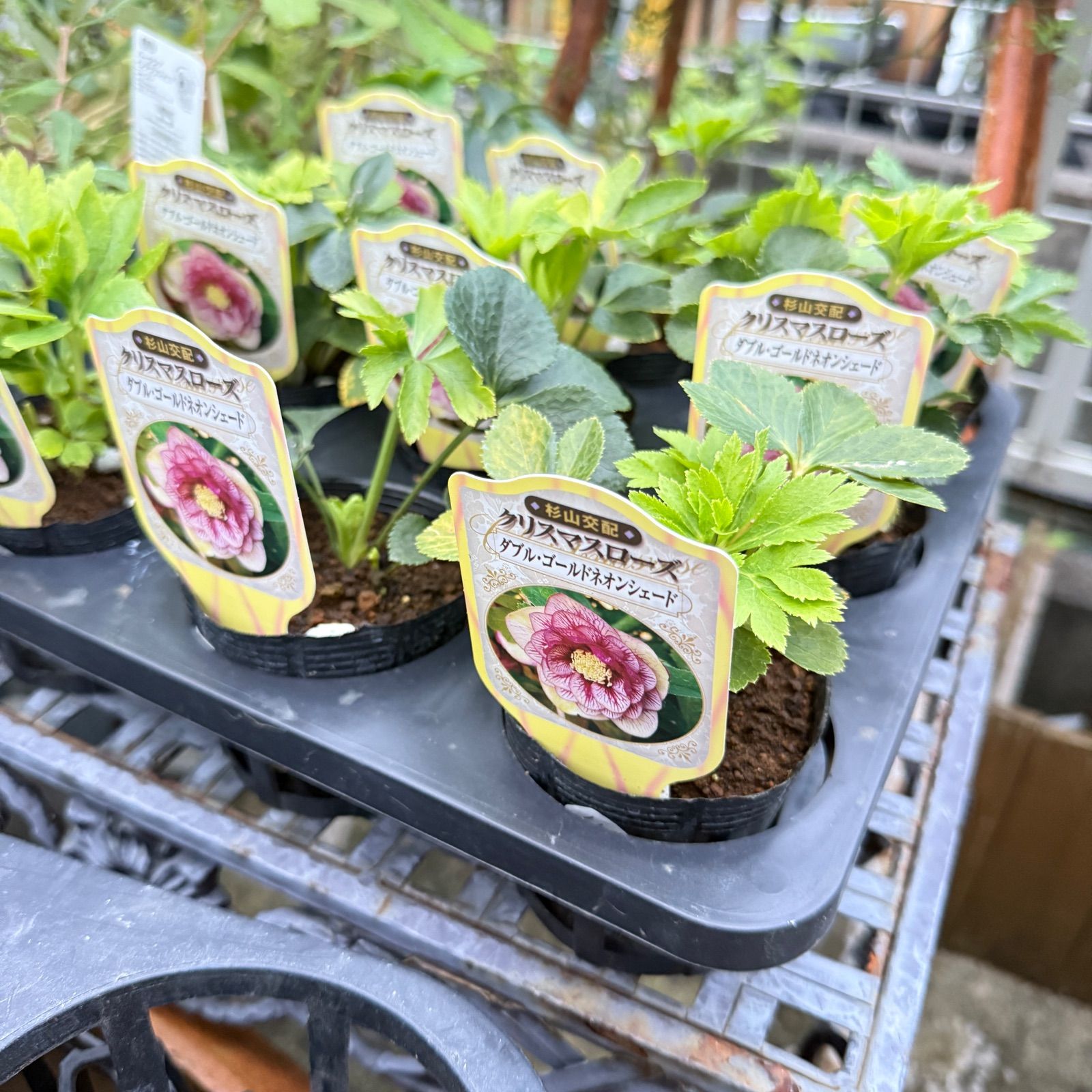 クリスマスローズ交配苗 ちぃ⭐︎Qクリスマスローズ 2024年発芽 交配苗