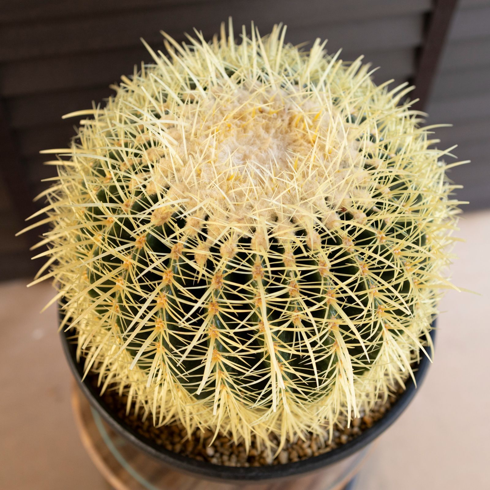 発根済】30cm 金鯱 サボテン 特大 10号 多肉植物 ドライガーデン