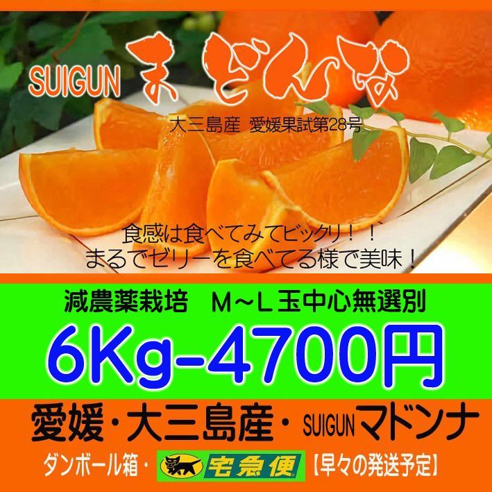 SUIGUNマドンナ M～L玉 6Kｇ】とろ～り！ゼリー感覚 激美味！ - Suigun