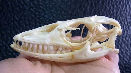 マオナガ 頭骨 マオナガ 頭骨