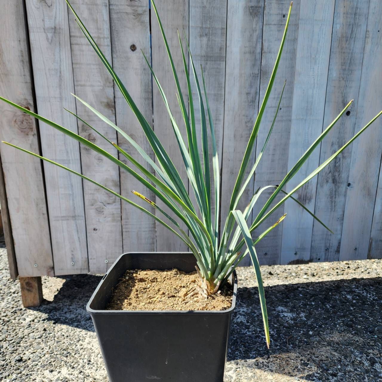 専用出品 特割 ユッカ リギダ (つ) ユッカ リギダ （27 ユッカリギダ Yucca rigida （選抜太株）発