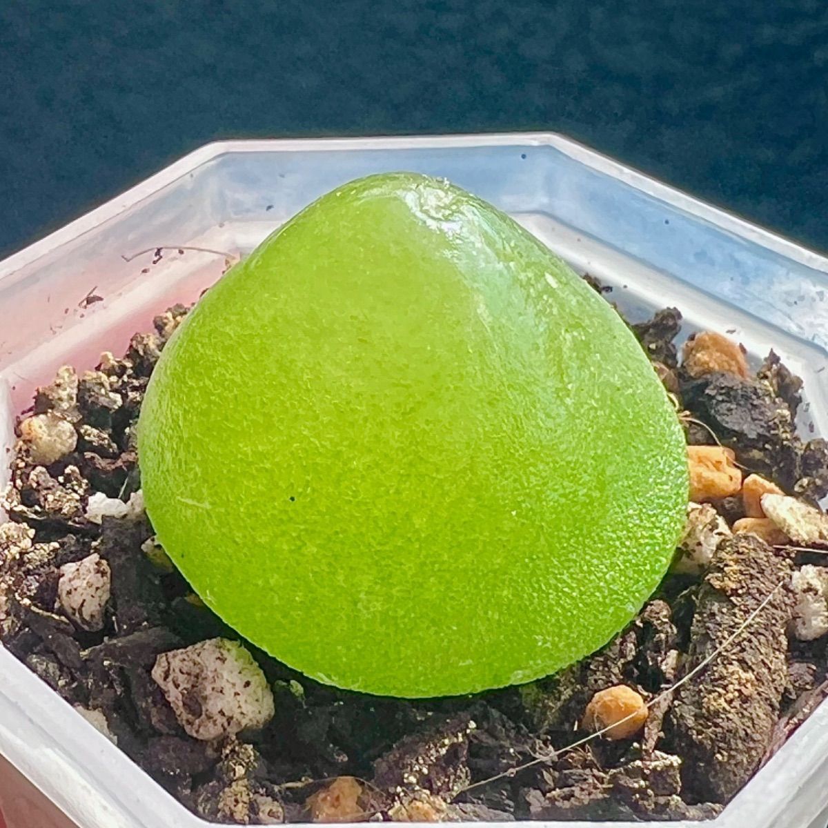 コノフィツム ブルゲリ E 2.5cm 大苗 抜き苗 多肉植物 メルカリ便 - メルカリ