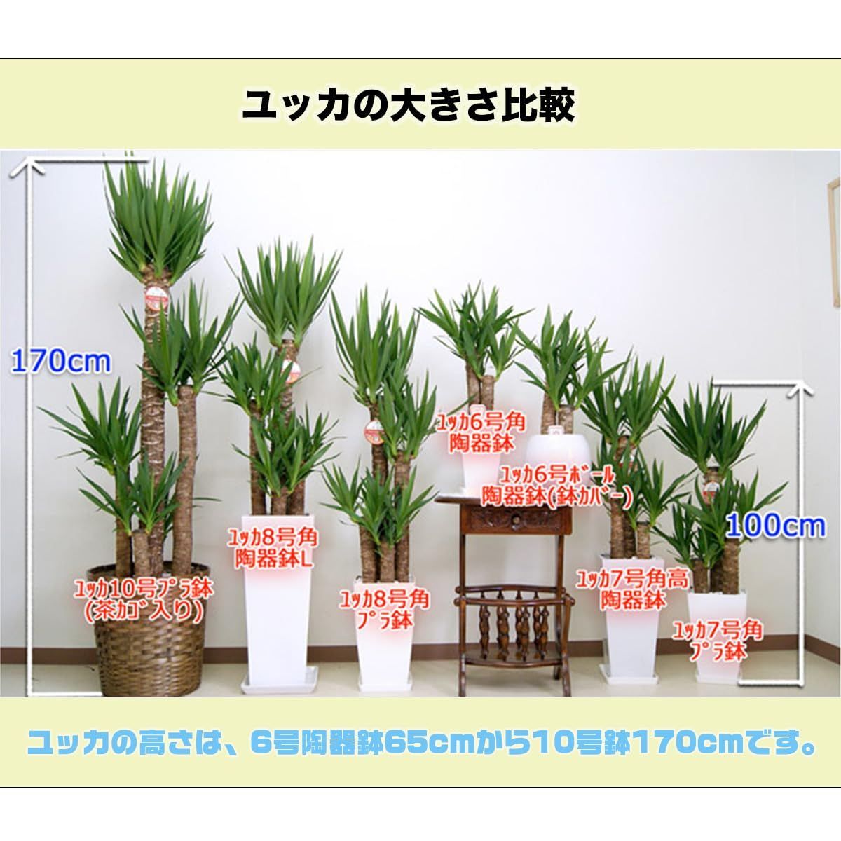ユッカ7号 入学