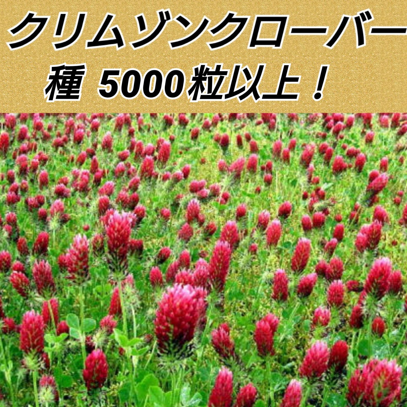 メルカリshops クリムゾンクローバー 花種5000粒以上