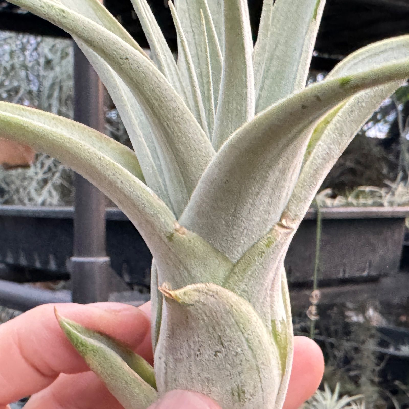 かき子株＊チランジア キセログラフィカ Tillandsia