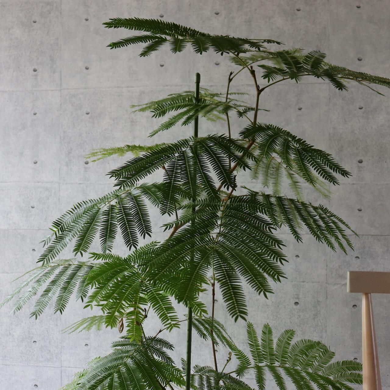 エバーフレッシュ　大型　極太幹　曲がり樹形　観葉植物　カッシーナ　アクタス エバーフレッシュ 大型 極太幹 曲がり樹形 観葉植物 カッシーナ