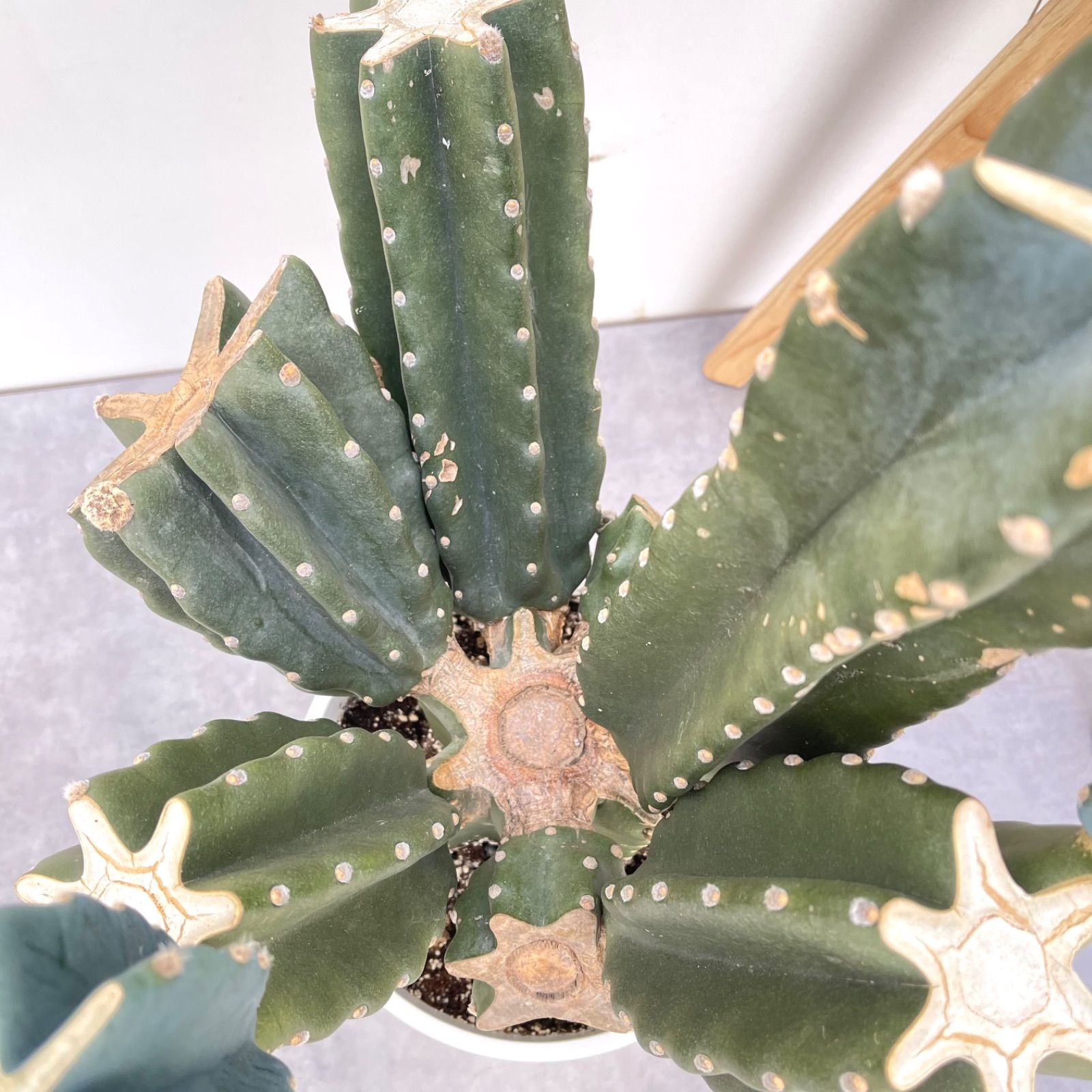 柱サボテン ブランチ 10【現品】観葉植物 室内 ドライガーデン 大型