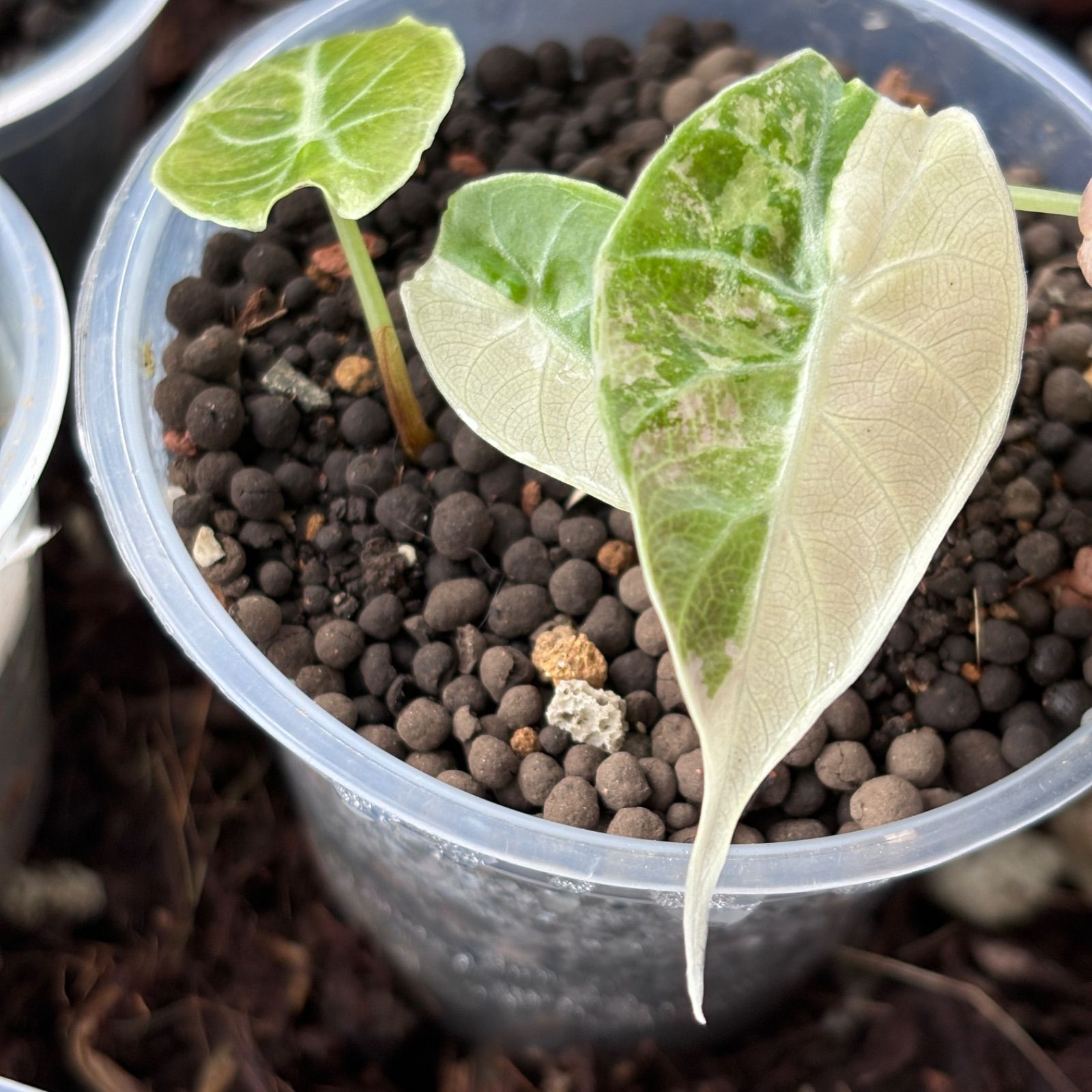インポート・海外人気ブランド 脇芽アリ】アロカシア ワトソニアナ ピンク斑入り Alocasia その他観葉植物