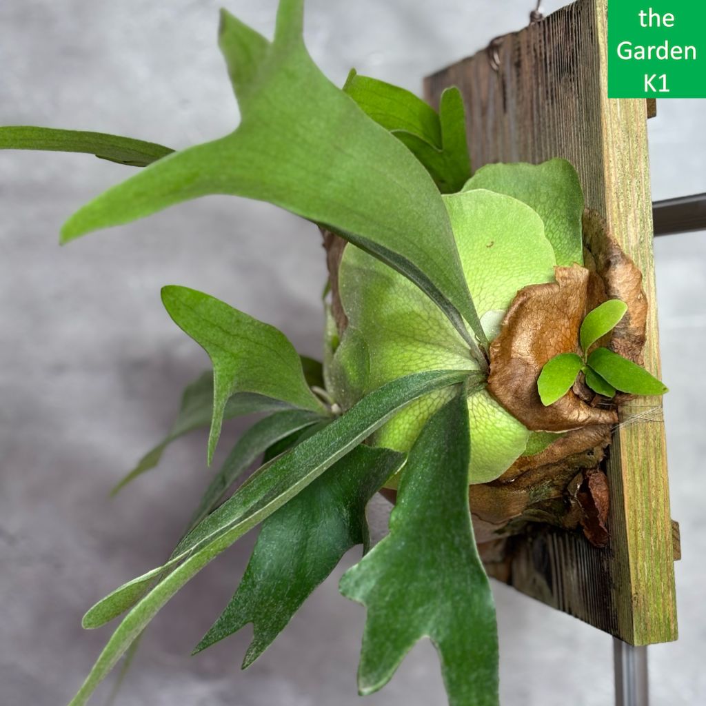 ビカクシダ アルシコルネ A019 群生株 コウモリラン