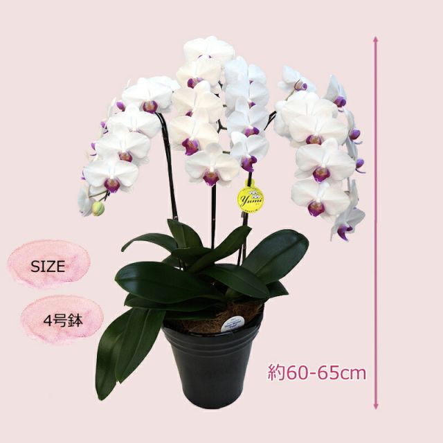 花鉢